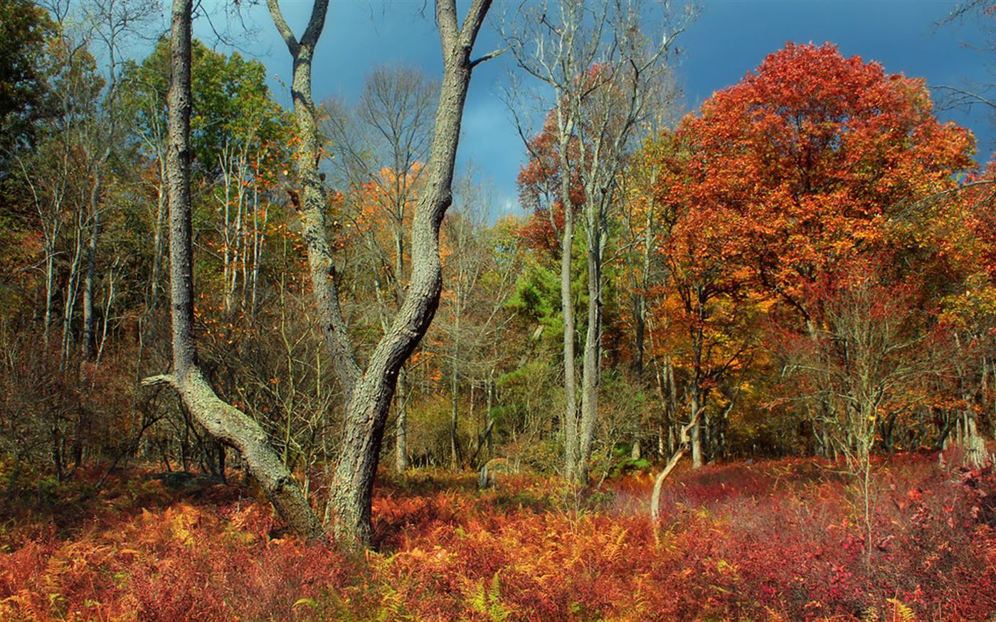 New England hardwood forest in autumn with dense fern understory
