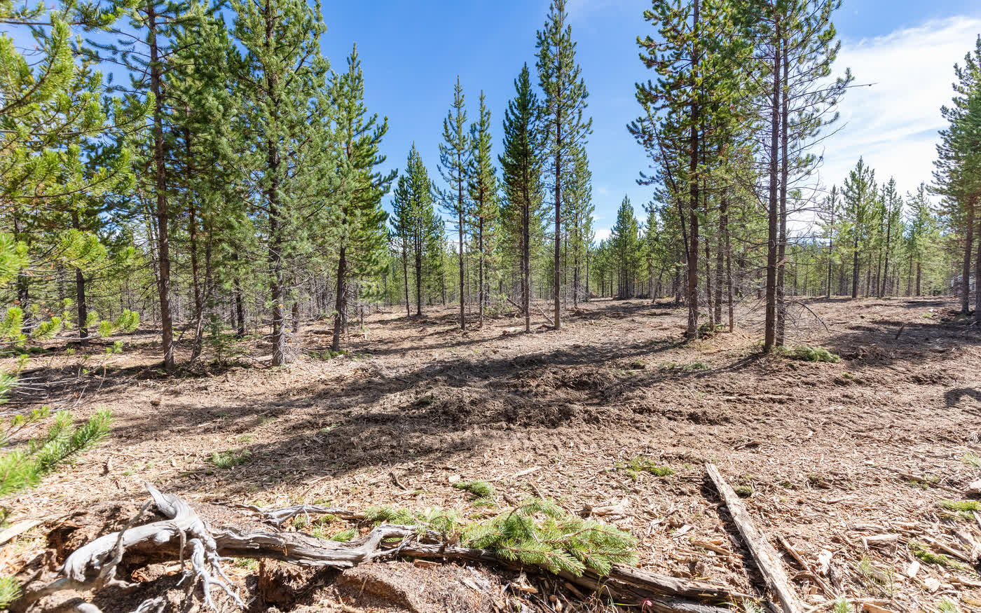 After mulching: an open, walkable floor under a wood-chip layer, with the standing trees retained