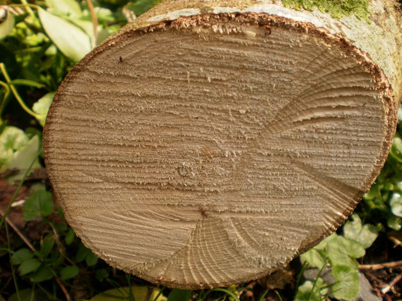 Freshly cut tree stem cross-section showing growth rings